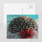 HANAUMA BAY HAWAII - Potlood Slate Zee Urchin Briefkaart (Voorkant / Achterkant)