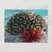 HANAUMA BAY HAWAII - Potlood Slate Zee Urchin Briefkaart (Voorkant)