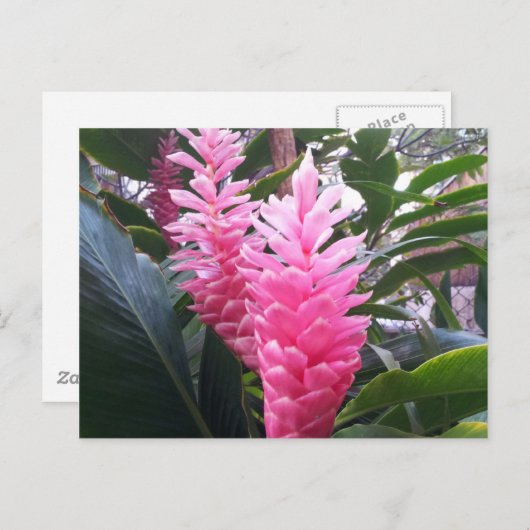 HANAUMA BAY HAWAII - Rood gemberventiel Briefkaart (Voorkant / Achterkant)