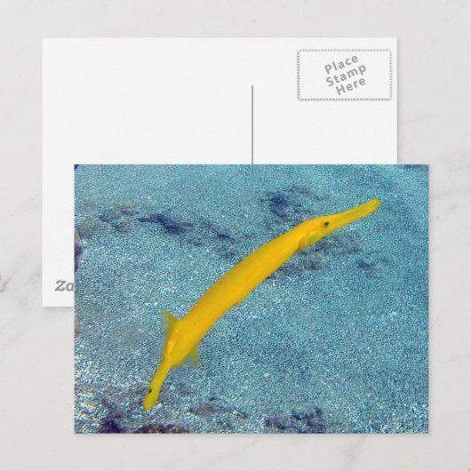 HANAUMA BAY HAWAII - Trompetvis (Nunu) Briefkaart (Voorkant / Achterkant)
