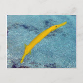 HANAUMA BAY HAWAII - Trompetvis (Nunu) Briefkaart (Voorkant)