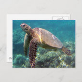 Hanauma Bay Hawaii Turtle Briefkaart (Voorkant / Achterkant)