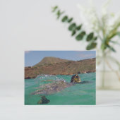 Hanauma Bay Hawaii Turtle Briefkaart (Staand voorkant)