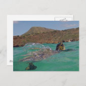 Hanauma Bay Hawaii Turtle Briefkaart (Voorkant / Achterkant)
