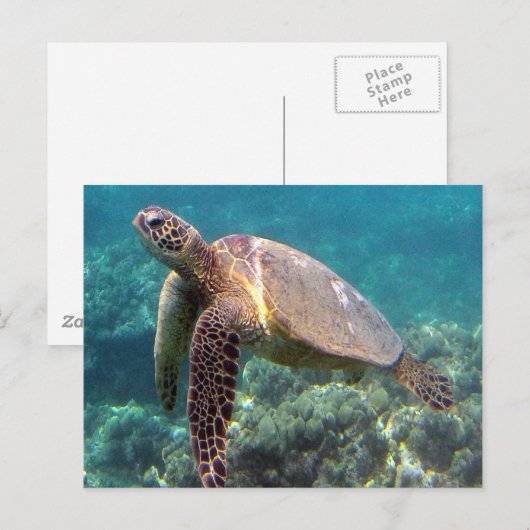 Hanauma Bay Hawaii Turtle Briefkaart (Voorkant / Achterkant)