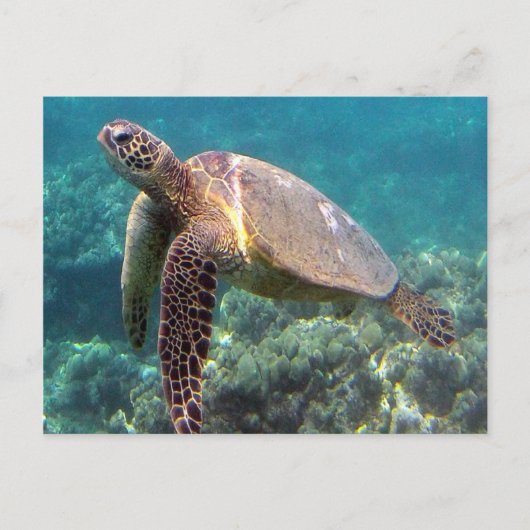 Hanauma Bay Hawaii Turtle Briefkaart (Voorkant)