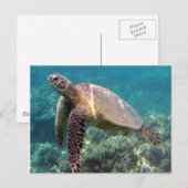 Hanauma Bay Hawaii Turtle Briefkaart (Voorkant / Achterkant)