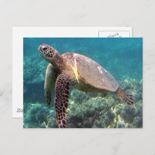 Hanauma Bay Hawaii Turtle Briefkaart (Voorkant / Achterkant)