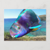 Hanauma Bay Oahu Hawaii Parrot Fish Briefkaart (Voorkant)