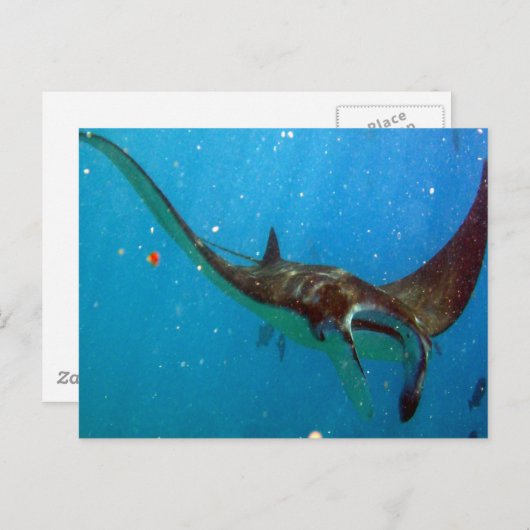 Hanauma Bay Oahu Manta Ray Briefkaart (Voorkant / Achterkant)