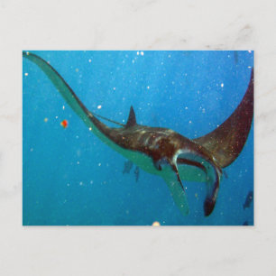 Hanauma Bay Oahu Manta Ray Briefkaart