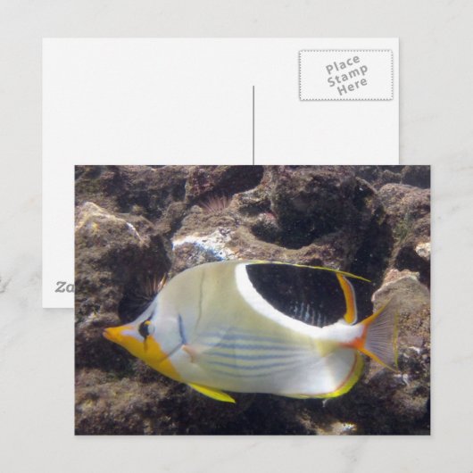 Hanauma Bay - Saddleback Butterfly Fish Briefkaart (Voorkant / Achterkant)