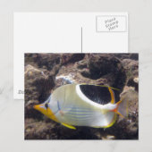 Hanauma Bay - Saddleback Butterfly Fish Briefkaart (Voorkant / Achterkant)