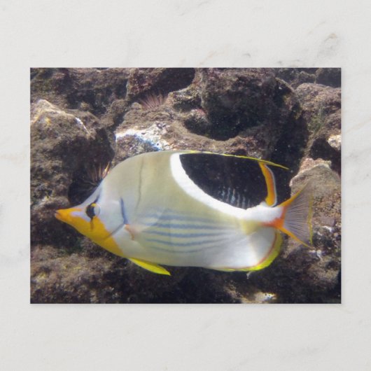 Hanauma Bay - Saddleback Butterfly Fish Briefkaart (Voorkant)