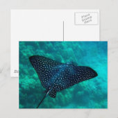 Hanauma Bay Spotted Eagle Ray Briefkaart (Voorkant / Achterkant)