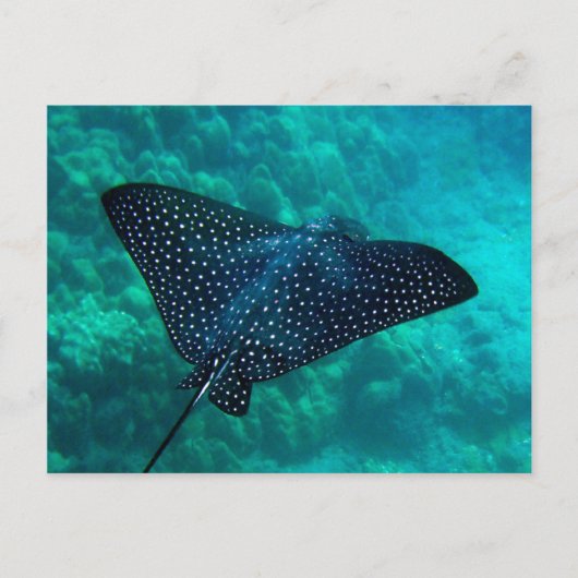 Hanauma Bay Spotted Eagle Ray Briefkaart (Voorkant)