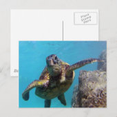 Hanauma Bay Turtle Briefkaart (Voorkant / Achterkant)