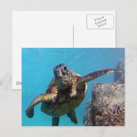 Hanauma Bay Turtle Briefkaart (Voorkant / Achterkant)