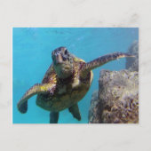 Hanauma Bay Turtle Briefkaart (Voorkant)