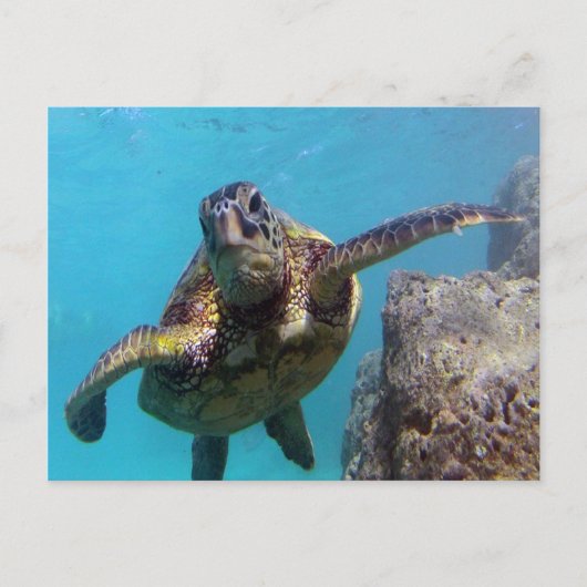 Hanauma Bay Turtle Briefkaart (Voorkant)