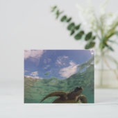 Hanauma Bay Turtle Briefkaart (Staand voorkant)