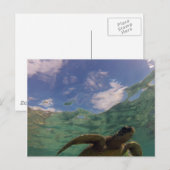 Hanauma Bay Turtle Briefkaart (Voorkant / Achterkant)