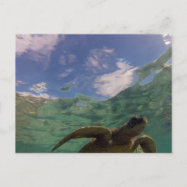 Hanauma Bay Turtle Briefkaart