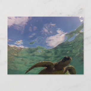 Hanauma Bay Turtle Briefkaart