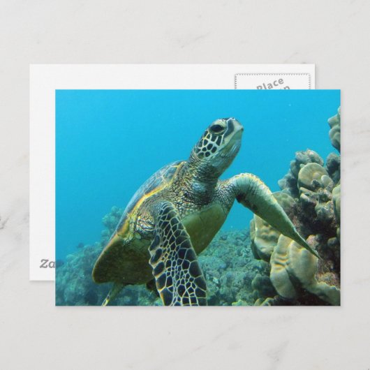 Hanauma Bay Turtle Briefkaart (Voorkant / Achterkant)