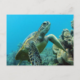 Hanauma Bay Turtle Briefkaart
