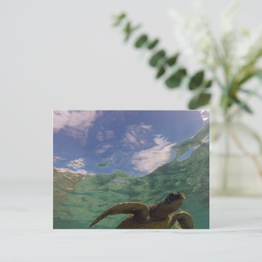 Hanauma Bay Turtle Briefkaart (Staand voorkant)