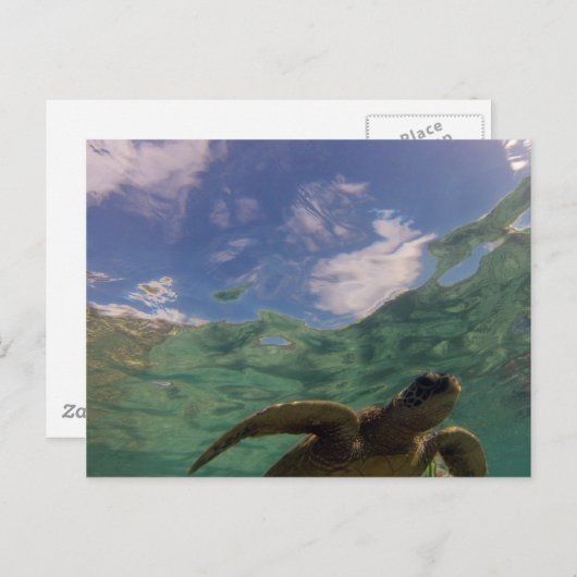 Hanauma Bay Turtle Briefkaart (Voorkant / Achterkant)