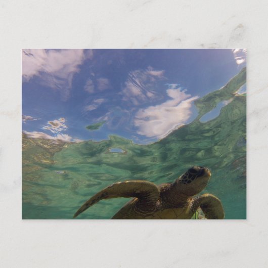 Hanauma Bay Turtle Briefkaart (Voorkant)