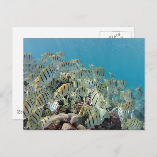 Hanauma Bay - Veroordeelde Tangs Briefkaart (Voorkant / Achterkant)