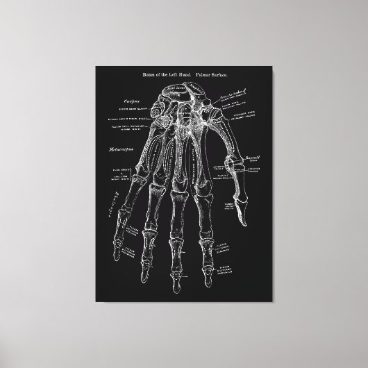 Hand Anatomie Grote Canvas Muur Art 36x48" Afdruk (Voorkant)