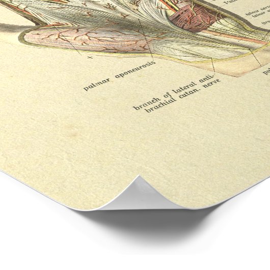 Hand Arteries Veins Nerves Anatomy Print (Hoek)