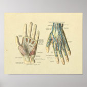 Hand Arteries Veins Nerves Anatomy Print (Voorkant)