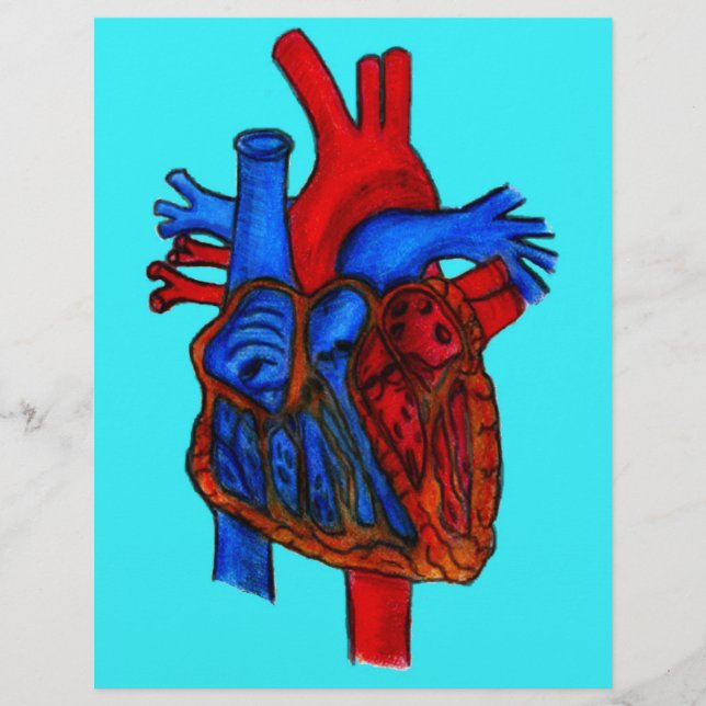Hand Drawn Aqua Anatomical Heart (Voorkant)