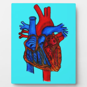 Hand Drawn Aqua Anatomical Heart Fotoplaat