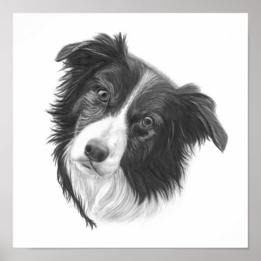 Hand Drawn Border Collie Dog Portret Poster (Voorkant)