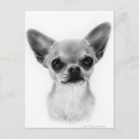 Hand getekend Kortharige Chihuahua - Gentle Expres Briefkaart (Voorkant)