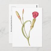 Hand getrokken Bloeiende roze dianthus bloem Briefkaart (Voorkant / Achterkant)