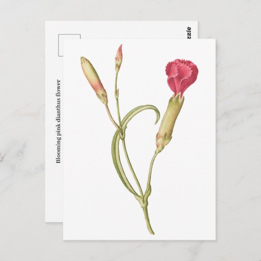 Hand getrokken Bloeiende roze dianthus bloem Briefkaart (Voorkant / Achterkant)