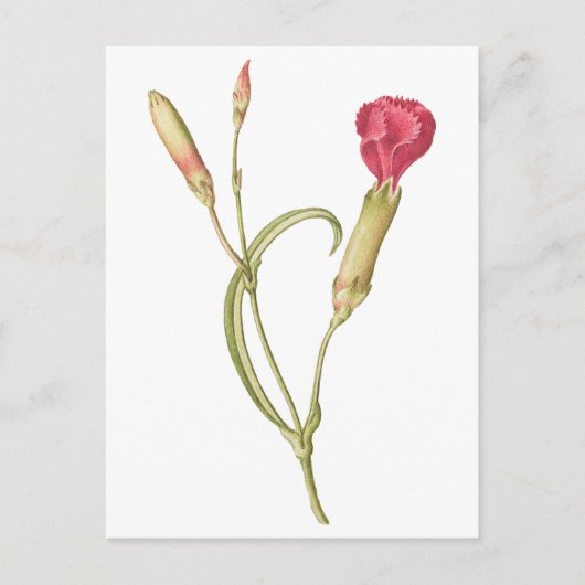 Hand getrokken Bloeiende roze dianthus bloem Briefkaart (Voorkant)