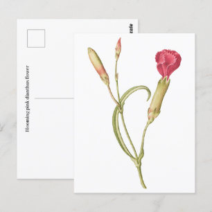 Hand getrokken Bloeiende roze dianthus bloem Briefkaart