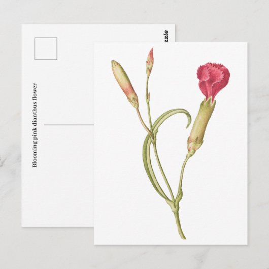 Hand getrokken Bloeiende roze dianthus bloem Briefkaart (Voorkant / Achterkant)