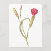 Hand getrokken Bloeiende roze dianthus bloem Briefkaart (Voorkant)