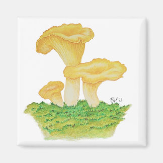 Hand getrokken Chanterelle Mushroom Magneet