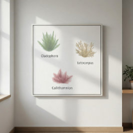 Hand getrokken cladophora, ectocarpus zeewier