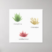 Hand getrokken cladophora, ectocarpus zeewier canvas afdruk (Voorkant)